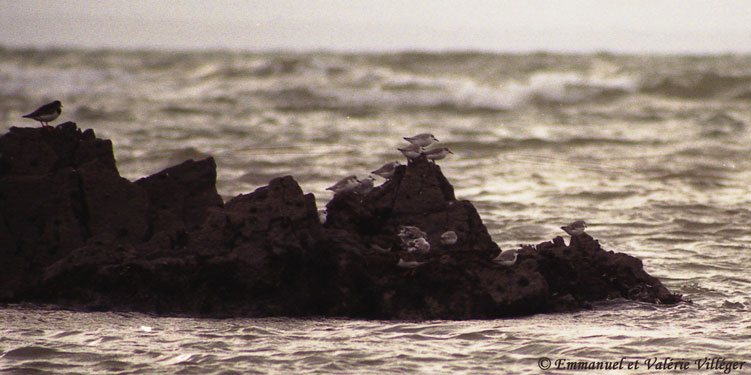 Sanderlings safe on a rock at sea, Le Pouldu