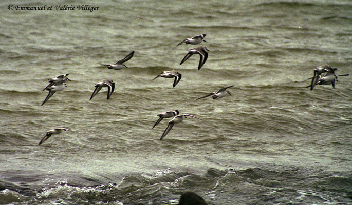 Flying Sanderlings, Les Grands Sables, Le Pouldu