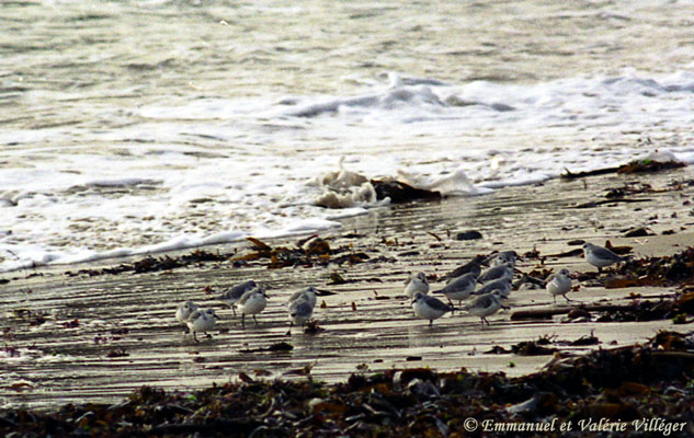 Sanderlings eating on the beach les Grands Sables, Le Pouldu