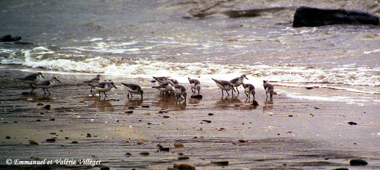 Bécasseaux se nourrissant sur la plage des Grands Sables, Le Pouldu