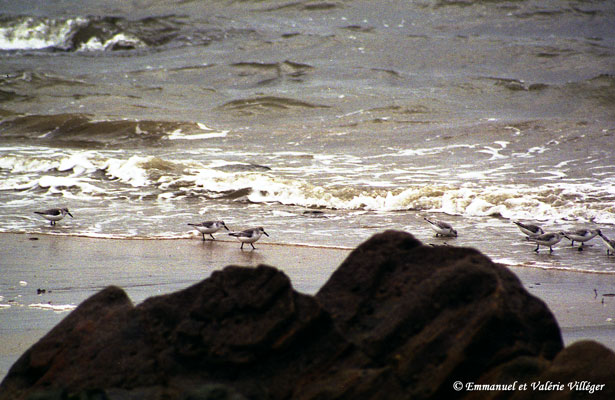 Sanderlings eating on the beach les Grands Sables, Le Pouldu