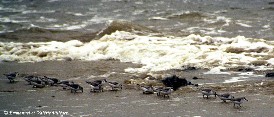 Sanderlings eating on the beach les Grands Sables, Le Pouldu