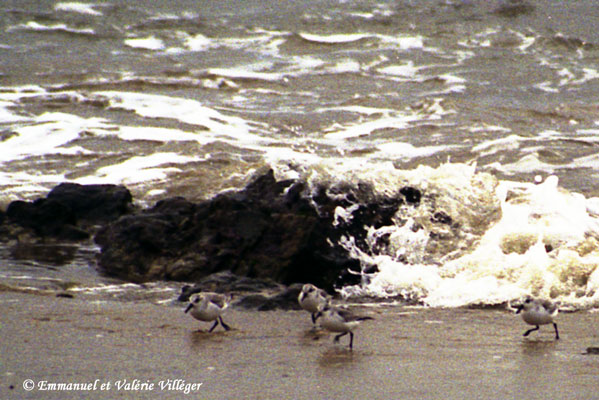 Sanderlings fleeing a wave, Le Pouldu