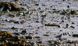 Sanderlings