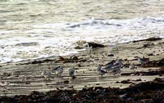 Sanderlings eating on the beach les Grands Sables, Le Pouldu