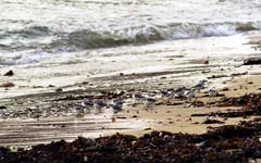 Sanderlings eating on the beach les Grands Sables, Le Pouldu