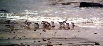 Sanderlings eating on the beach les Grands Sables, Le Pouldu