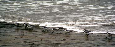 Sanderlings fleeing a wave, Le Pouldu