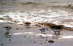 Sanderlings eating on the beach les Grands Sables, Le Pouldu