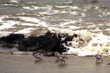 Sanderlings fleeing a wave, Le Pouldu