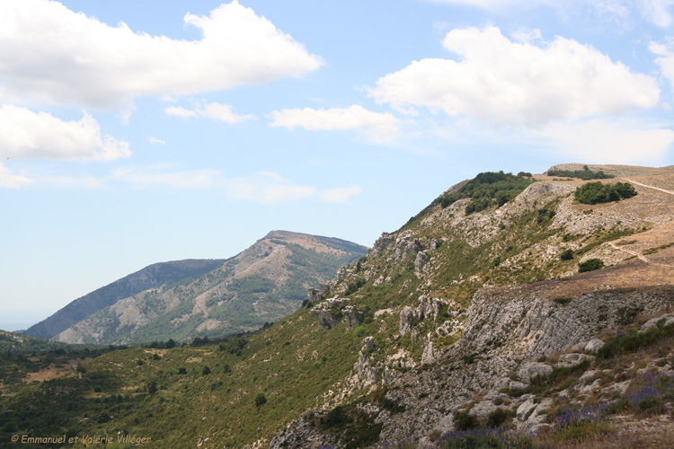 Le plateau recouvert de lavande l'été.