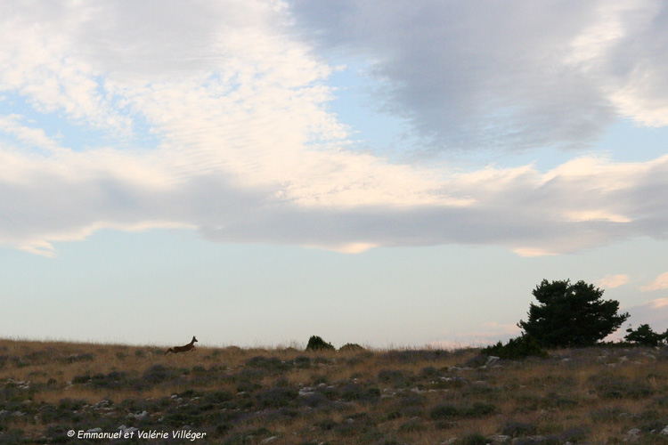 In the evening, the wildlife returns.