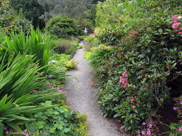 Arduaine's rhododendron.