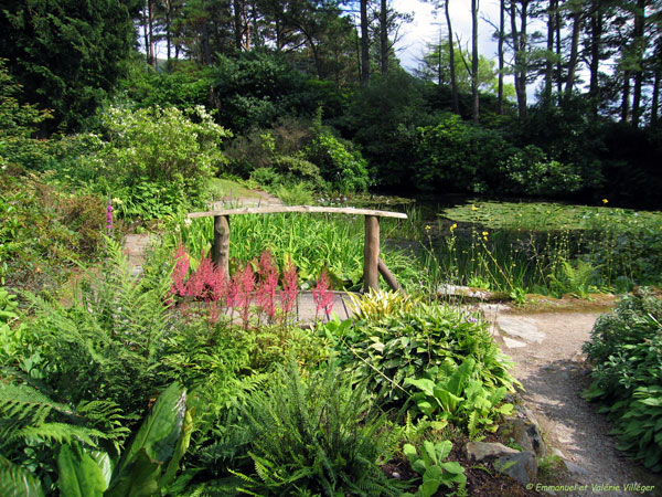 Lilypond in Arduaine.