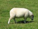 Il y a plus de moutons que d'habitants sur Kerrera.