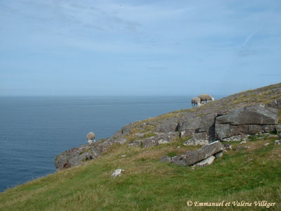 Sheeps grazing on the point of Stoer
