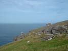 Sheeps grazing on the point of Stoer