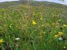 Machair of Vatersay