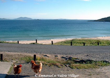 La plage de Huisinis et son comité d'accueil galinacé