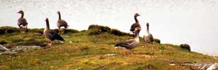 Geese resting around a lochan of Harris eastern coast