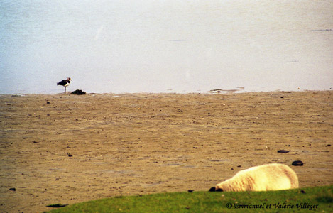 The visitor center of Tuaobh Tuàth, a lapwing