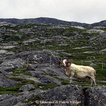 A sheep with spectacular  horns along the road leaving Tarbert eastward