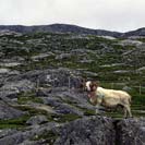 A sheep with spectacular  horns along the road leaving Tarbert eastward