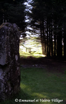 Pierres debouts au dessus de Dervaig