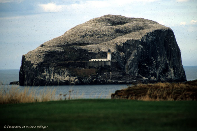 Bass Rock, recouvert de fous de Bassan. Vue de Tantallon castle