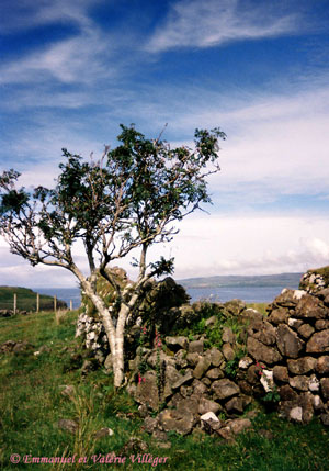 A wall somewhere on Skye but we cannot remember where