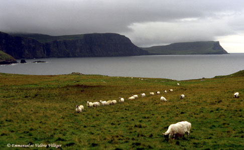 Les falaises aux alentours de Neist Point comptent parmi les plus impressionnantes de l'île de Skye. Les moutons paturent librement autour du phare