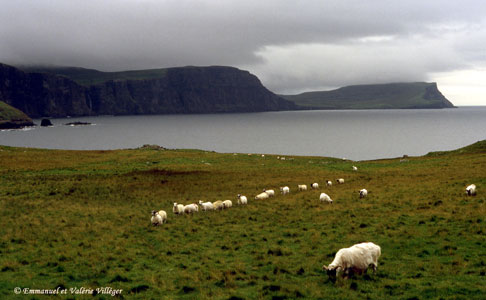 Cliffs around Neist point, sheeps grazing