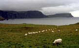 Les falaises aux alentours de Neist Point comptent parmi les plus impressionnantes de l'île de Skye. Les moutons paturent librement autour du phare