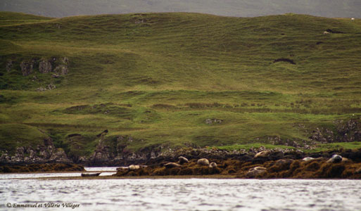 Colonie de phoques installée en face du château de Dunvegan