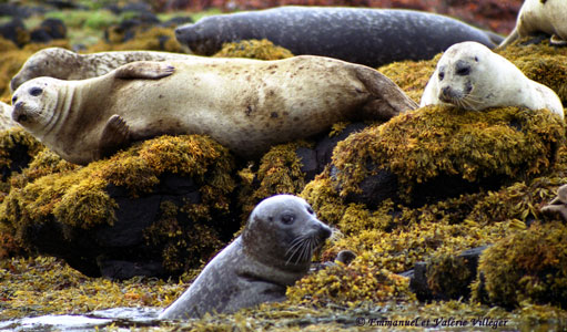 Seals colony in front of Dunvegan castle