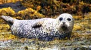 Seals colony in front of Dunvegan castle