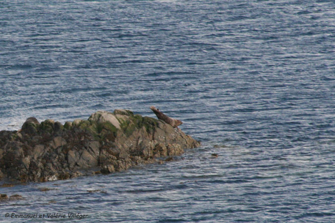 Some seals in the otter haven