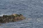 Some seals in the otter haven