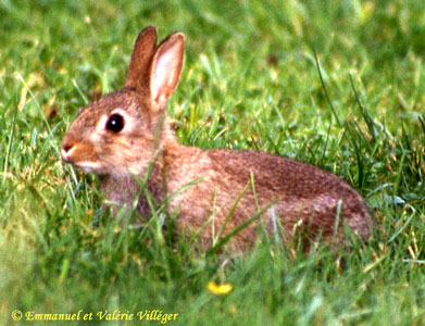 Petit lapin dans le parc du château d'Armadale