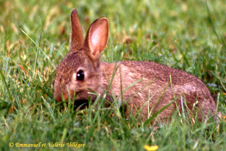 Petit lapin dans le parc du château d'Armadale