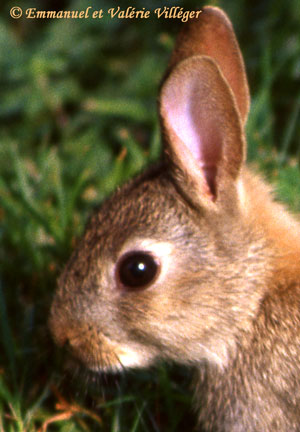 Petit lapin dans le parc du château d'Armadale