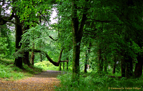 Les arbres tortueux de la forêt d'Armadale Estate