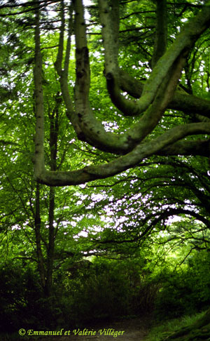 Forest of Armadale Estate