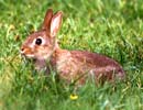 Petit lapin dans le parc du château d'Armadale