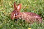 Petit lapin dans le parc du château d'Armadale