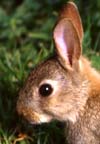 Petit lapin dans le parc du château d'Armadale