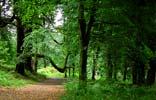 Les arbres tortueux de la forêt d'Armadale Estate