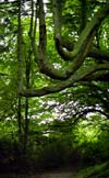 Les arbres tortueux de la forêt d'Armadale Estate