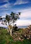 A wall somewhere on Skye but we cannot remember where