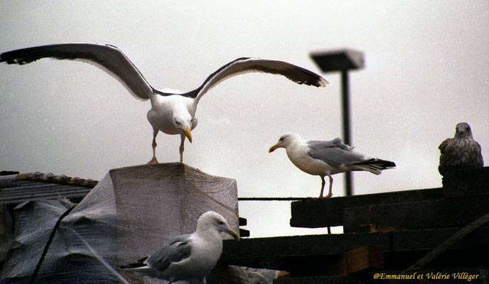 Uig, seagulls on a truck